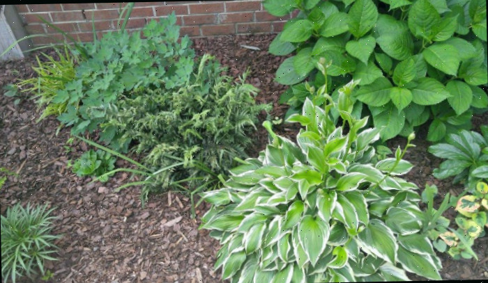 Um canteiro com plantas companheiras do coração-sangrento, como hortênsias, hostas, samambaias e liriope, ao lado de uma planta coração-sangrento.