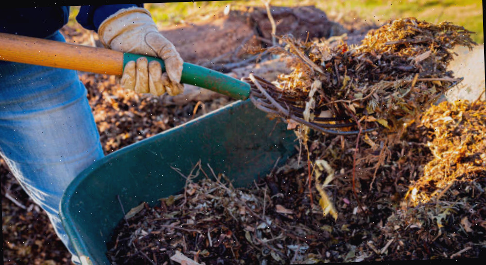 Matéria orgânica compostada. Homem com uma pá coletando matéria orgânica de um carro de mão.