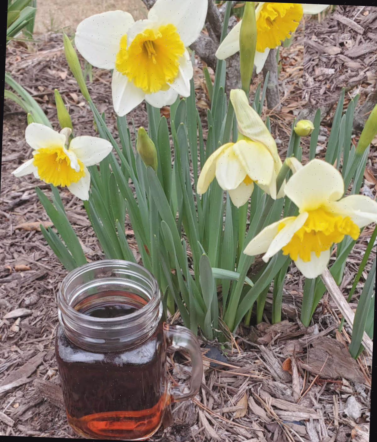 Fertilizante de chá de composto aplicado ao solo próximo a narcisos em flor em um jardim.