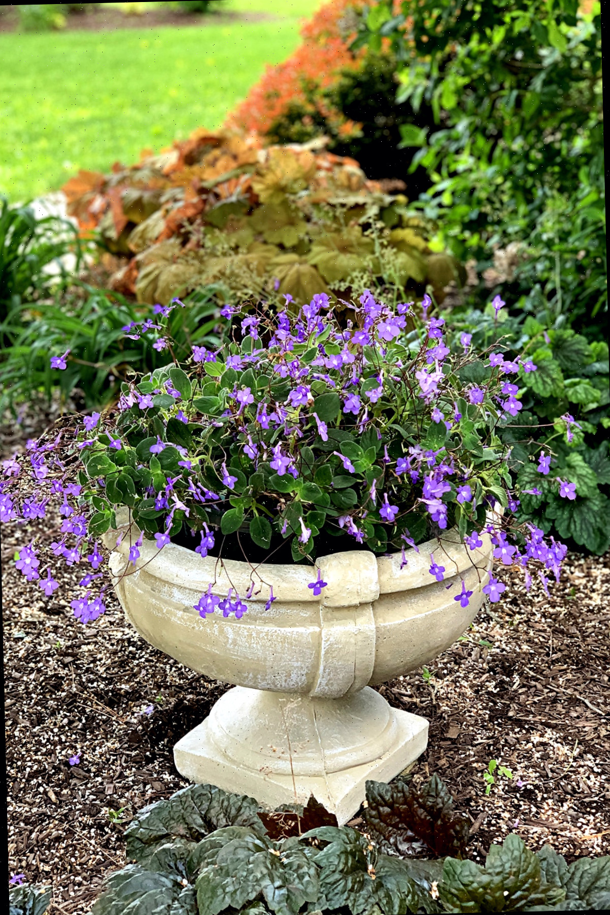 Recipiente de jardim de cimento com Streptocarpella saxorum, também chamada de violeta africana falsa.
