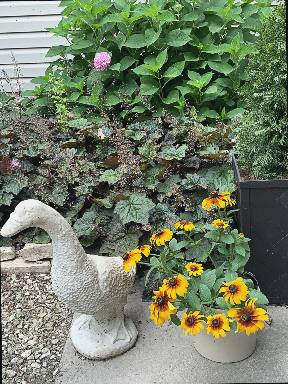 Ganso de cimento posicionado em frente a sinos corais Purple Palace e uma rudbeckia, que também é conhecida como Susan de olhos pretos.