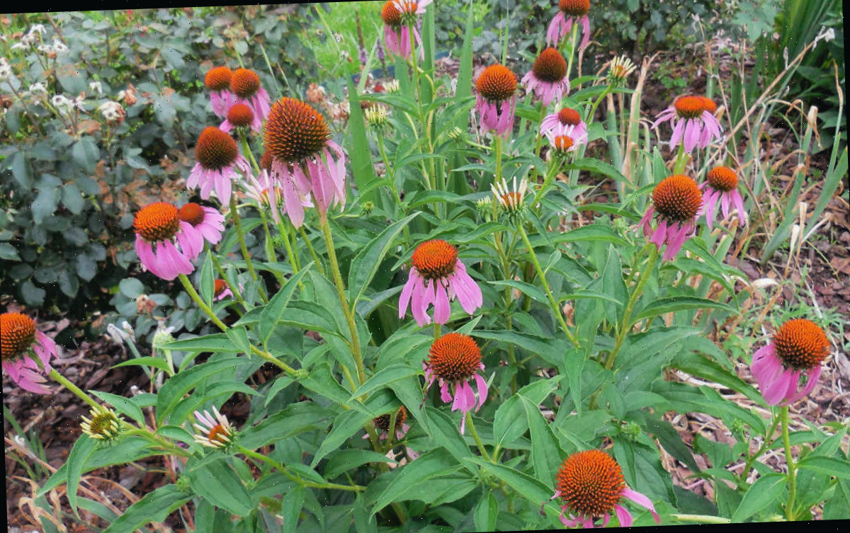 Equináceas em plena floração em um jardim cottage.