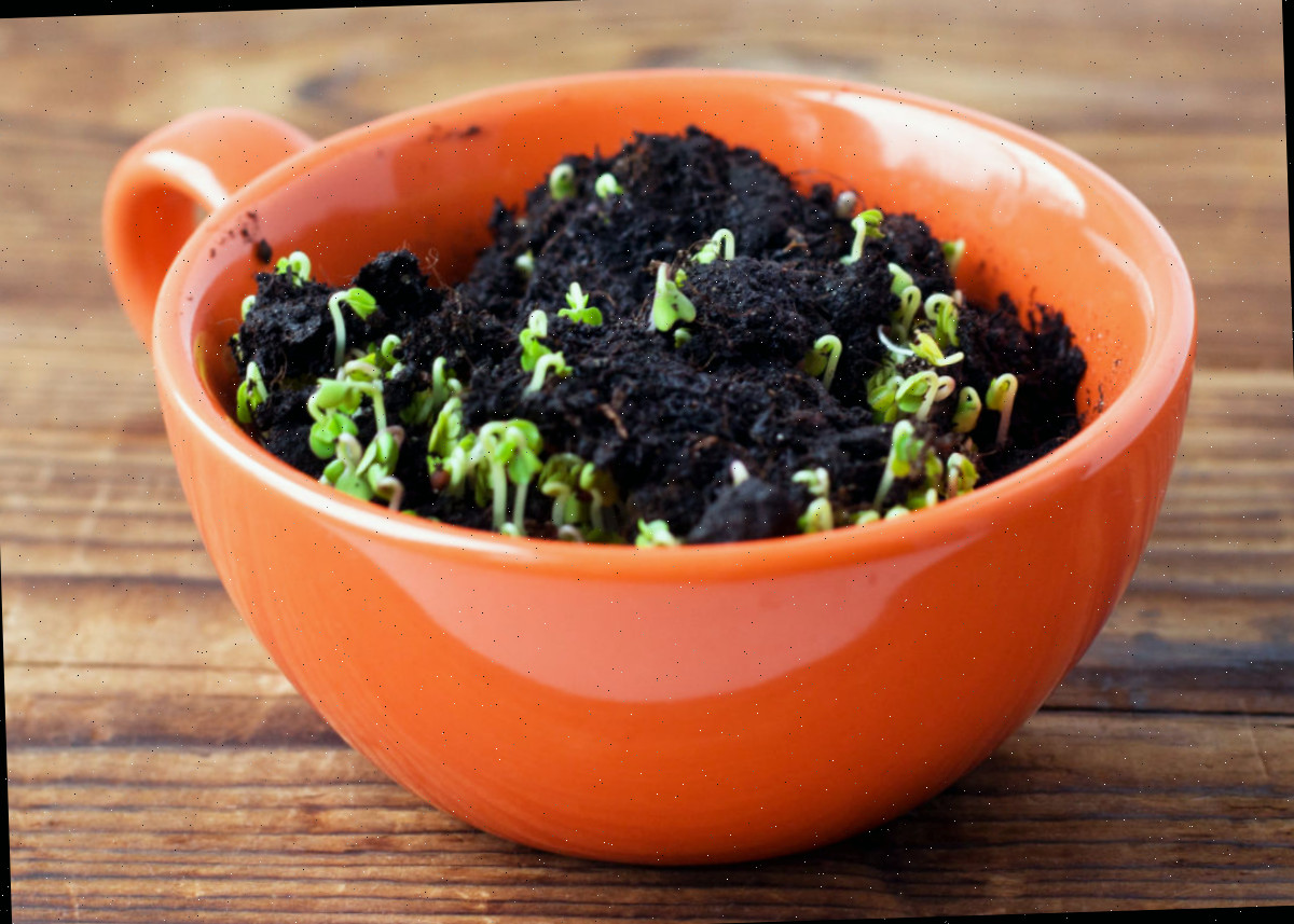 Uma xícara de chá laranja utilizada como vaso para germinar sementes em ambientes fechados.