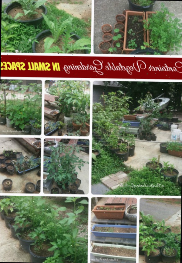 Você pode cultivar vegetais mesmo em um pequeno quintal. Uma colagem com fotos de vegetais crescendo em recipientes em um jardim de pátio. A caixa de texto vermelha lê Jardinagem de vegetais em recipientes em pequenos espaços.