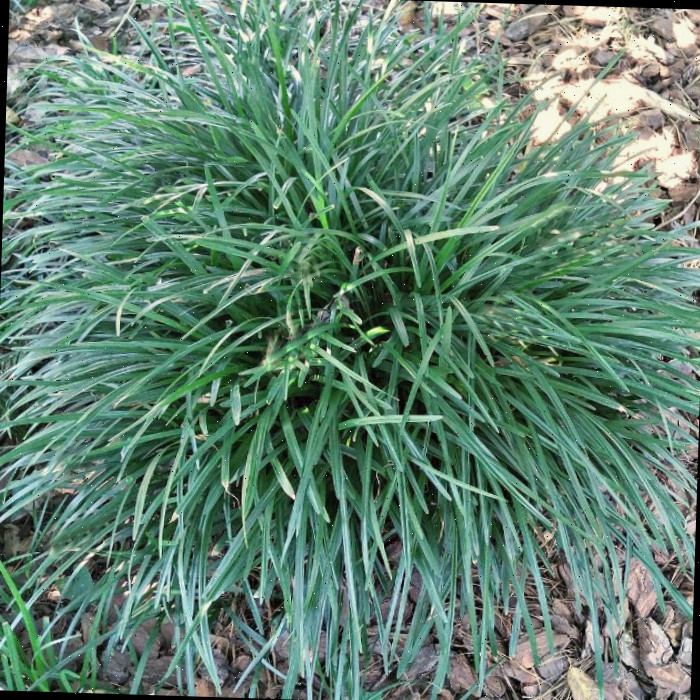 Touceira de liriope muscari em um canteiro rodeado por cobertura morta.