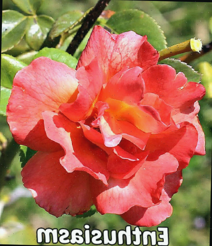 Uma rosa coral aberta sobre folhagem verde, simbolizando desejo, entusiasmo e paixão.
