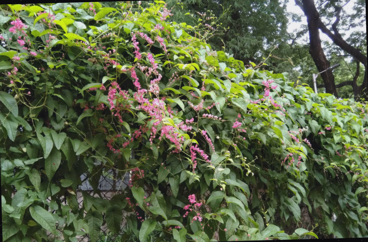 Trepadeira coral rosa cobrindo a linha de uma cerca.
