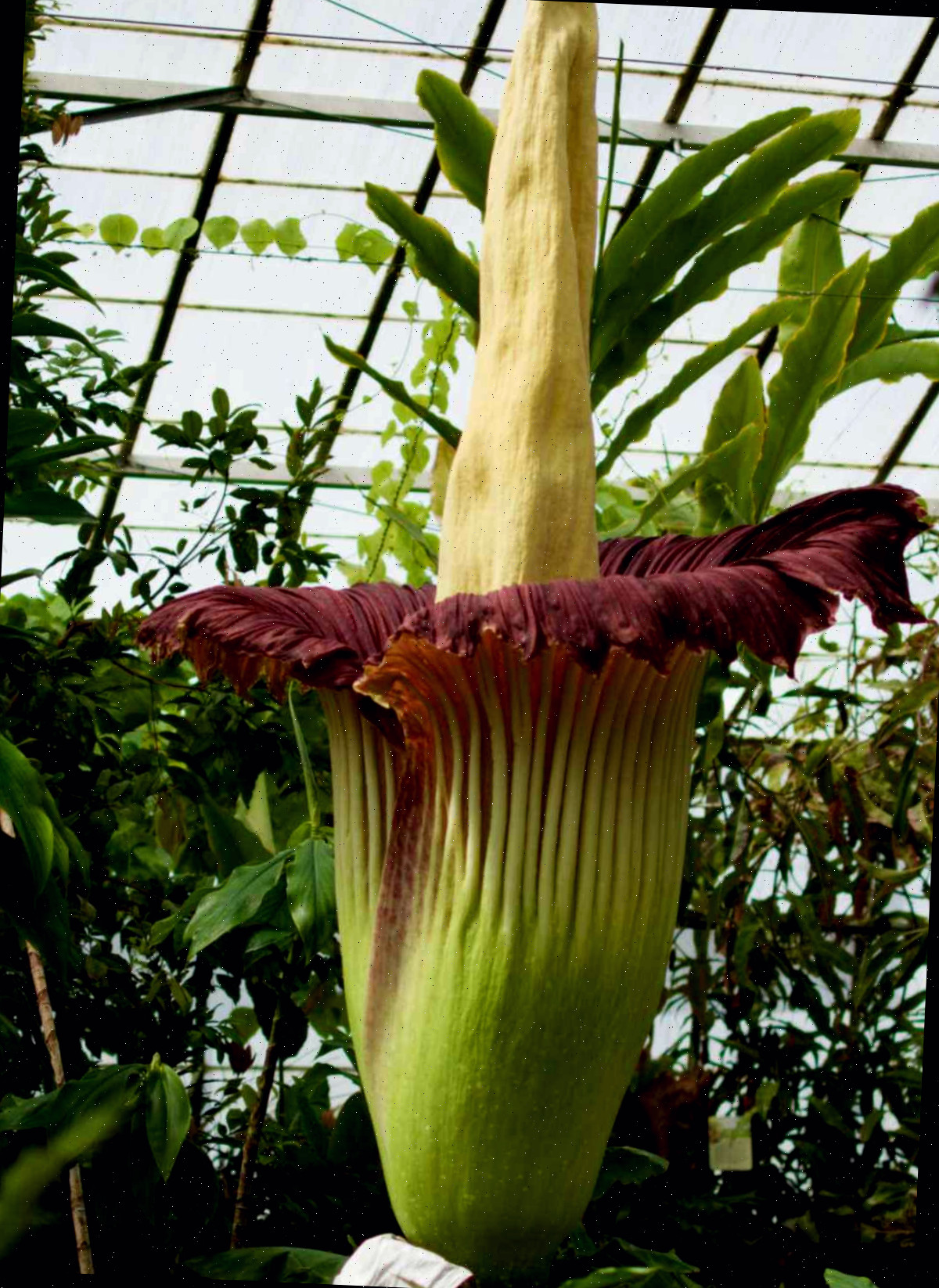 Flor do cadáver em auge Flor do gigante Amorphophallus Titanum, uma planta de mal cheiro conhecida como flor do cadáver em auge.
