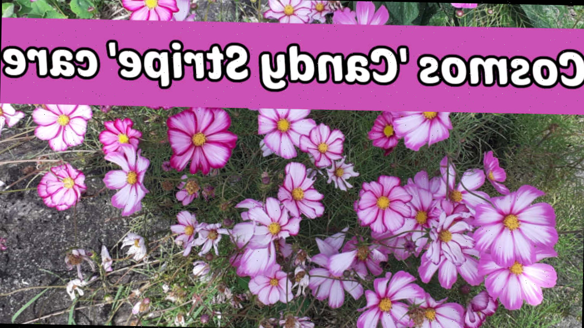 Cuidado do cosmos bipinnatus 'Candy Stripe' Flores rosa e brancas listradas em um campo. Caixa de texto rosa escuro lê Cuidado do Cosmos Candy Stripe.