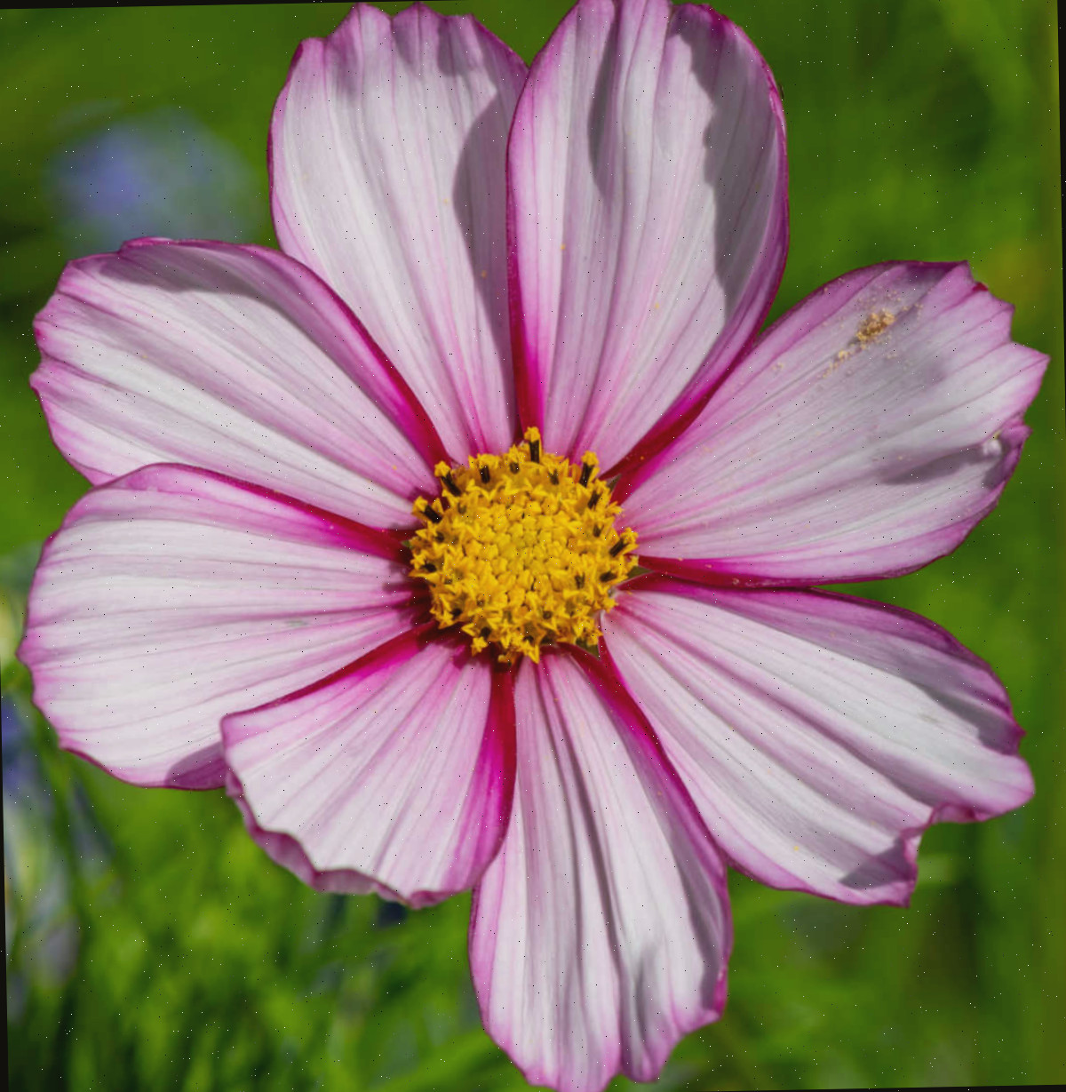 flor de Cosmos bipinnatus 'Candy Stripe' Um close de uma flor de cosmos candy stripe com pétalas rosa e brancas, delimitadas em rosa escuro e um centro amarelo.