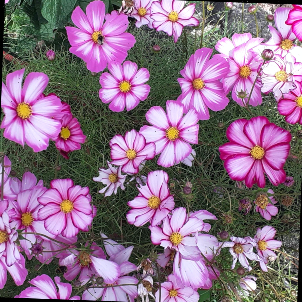 Flores de cosmos candy stripe rosa e brancas florescendo em um campo.