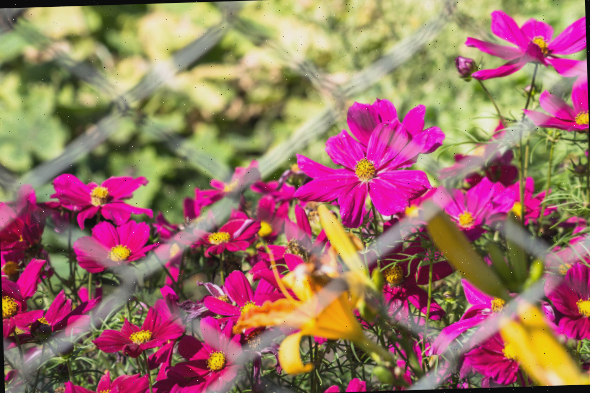 Flores altas de cosmos emergindo através do metal de uma cerca de tela.