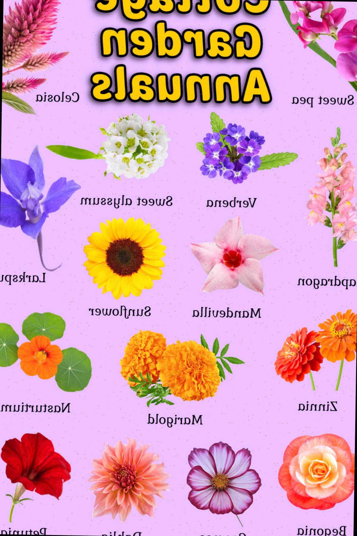Imagens de anuais para jardim cottage com nomes das flores abaixo de cada uma.