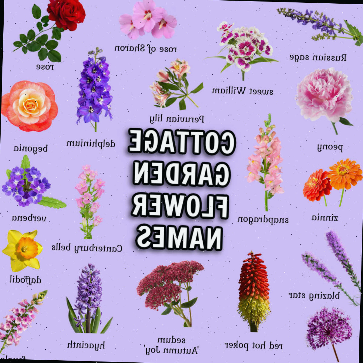 Lista de flores para jardim cottage: 55+ plantas para um jardim cottage