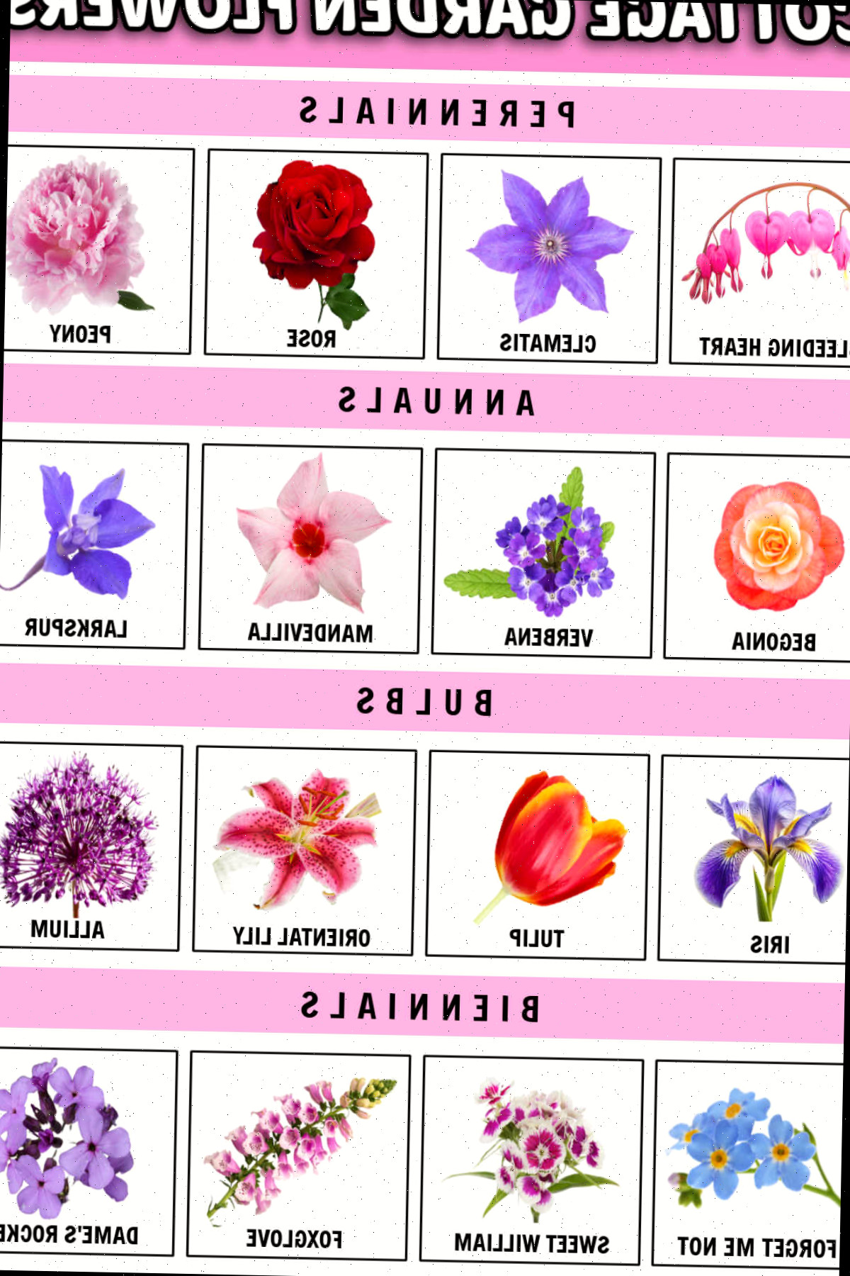 Uma lista de flores para jardim cottage em formato jpg com imagens e nomes abaixo das imagens.