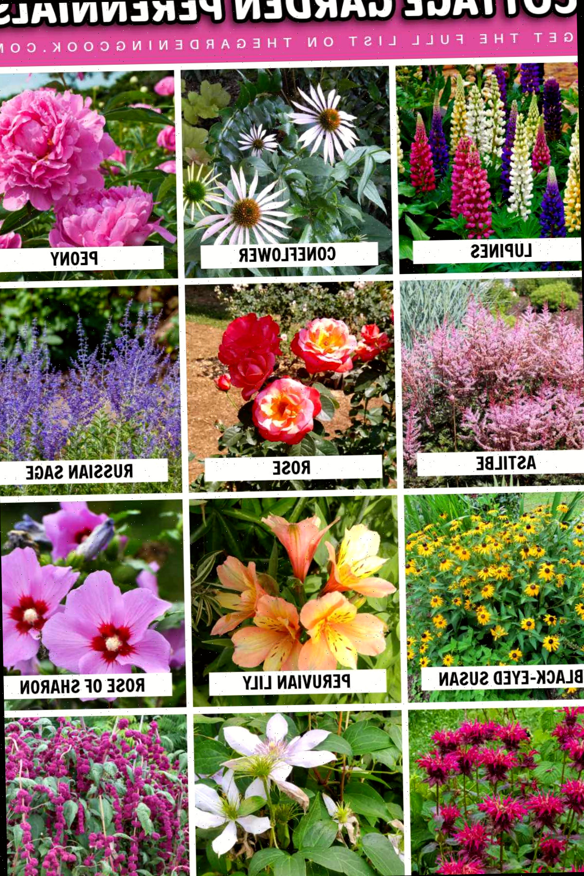Plantas perenes para jardim cottage com nomes como hibisco-sírio, peônia, rosa, erva-dos-gatos, lírio-do-peru, equinácea e mais.