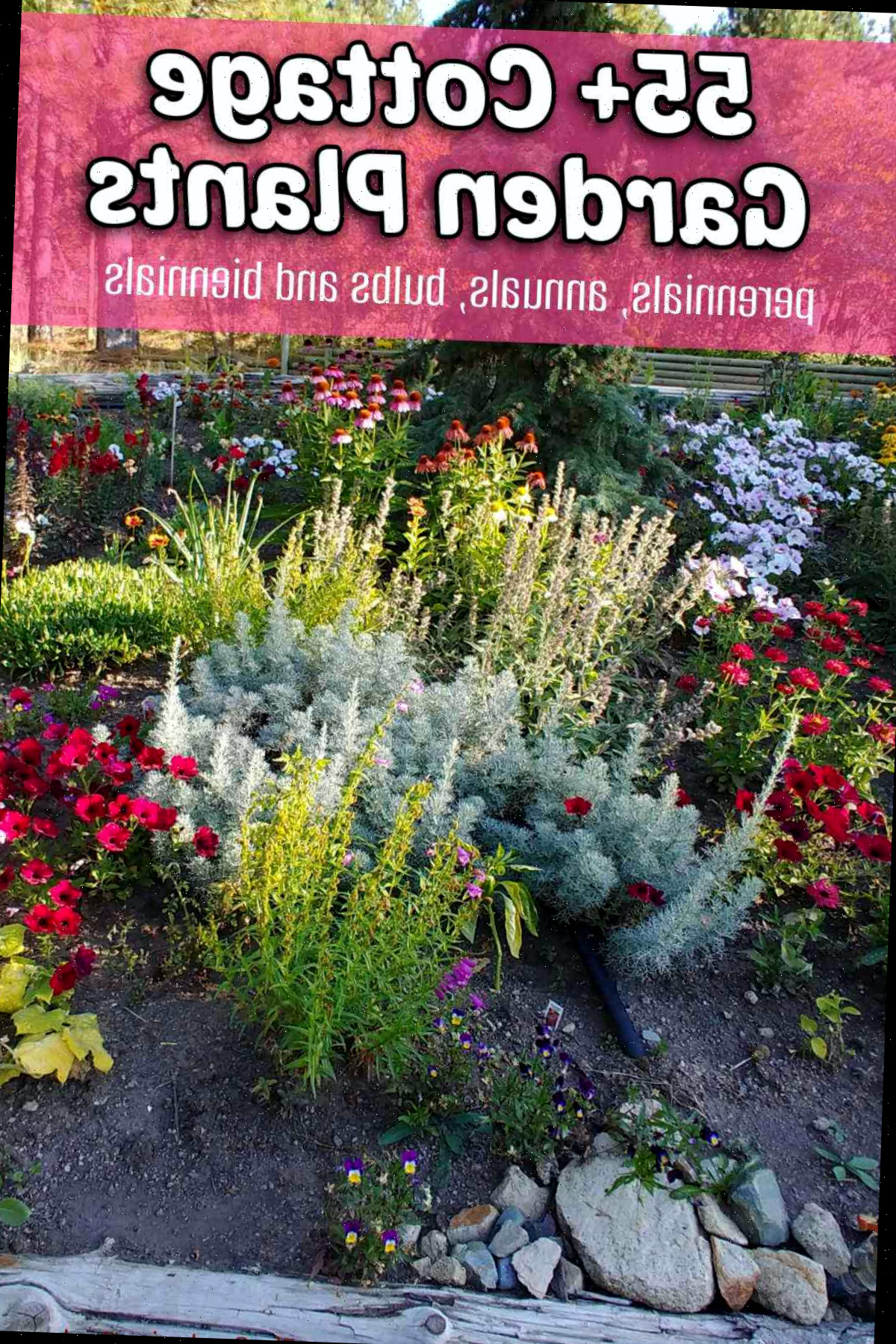 Um belo jardim em plena floração com sobreposição de texto em rosa dizendo 55+ plantas de jardim cottage.