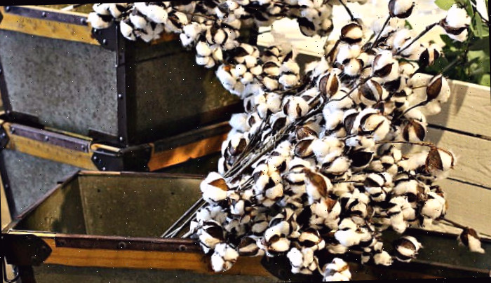Caules de algodão em recipientes galvanizados