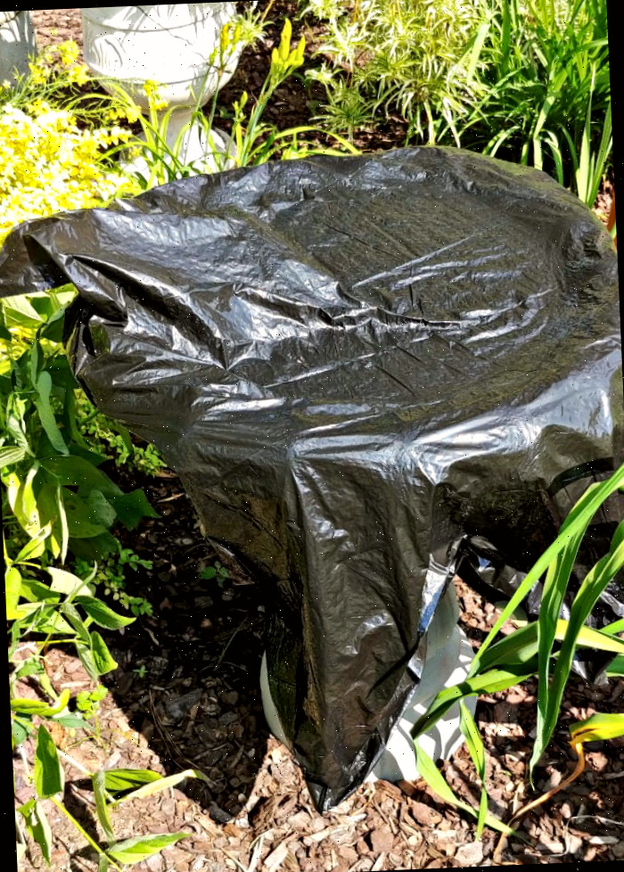 Cubra o bebedouro de aves com um saco escuro. Um bebedouro de aves de concreto coberto com um saco plástico escuro de 40 galões em um jardim.