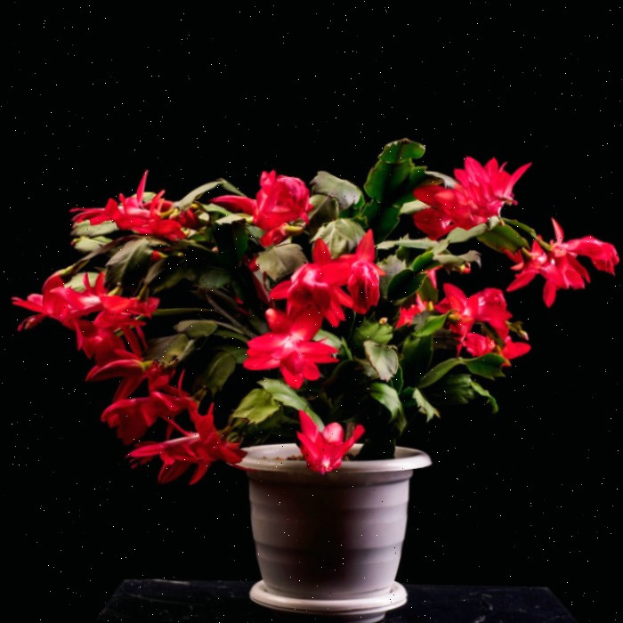 Cuidados com Schlumbergera Truncata | Cultive o Cacto de Ação de Graças (Inverno)