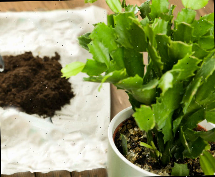Cacto de Ação de Graças com um pouco de solo Cacto caranguejo em um vaso branco com um monte de solo em um pedaço de papel.