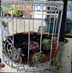Uma gaiola com terra e plantas suculentas deitadas de lado, posicionada em uma mesa de pátio.