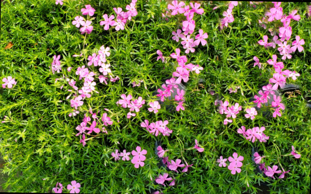 Flox rastejante com flores rosa-vivo em uma grande massa.