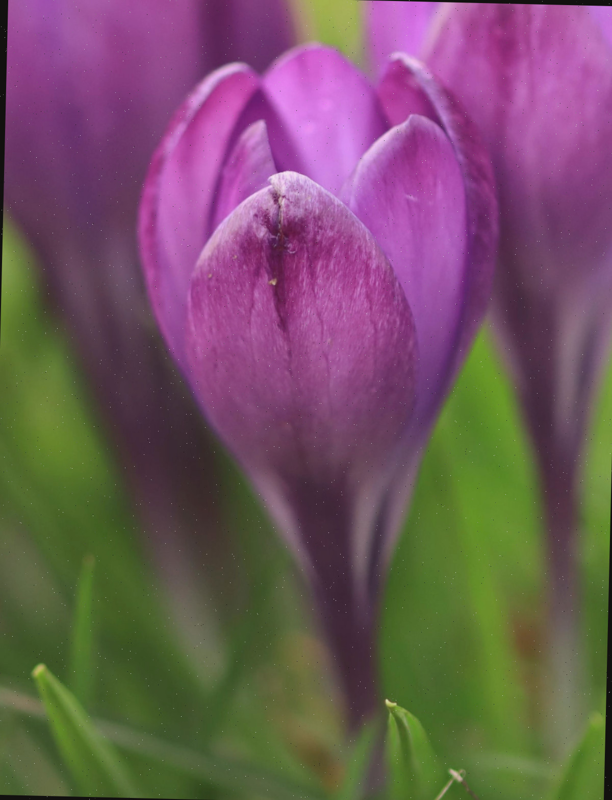 Flores de crocus em flor.