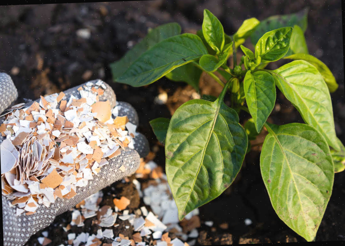 Uma mão com cascas de ovos trituradas para plantas, adicionando ao solo em torno de uma planta de pimentão para ajudar a evitar a podridão apical.