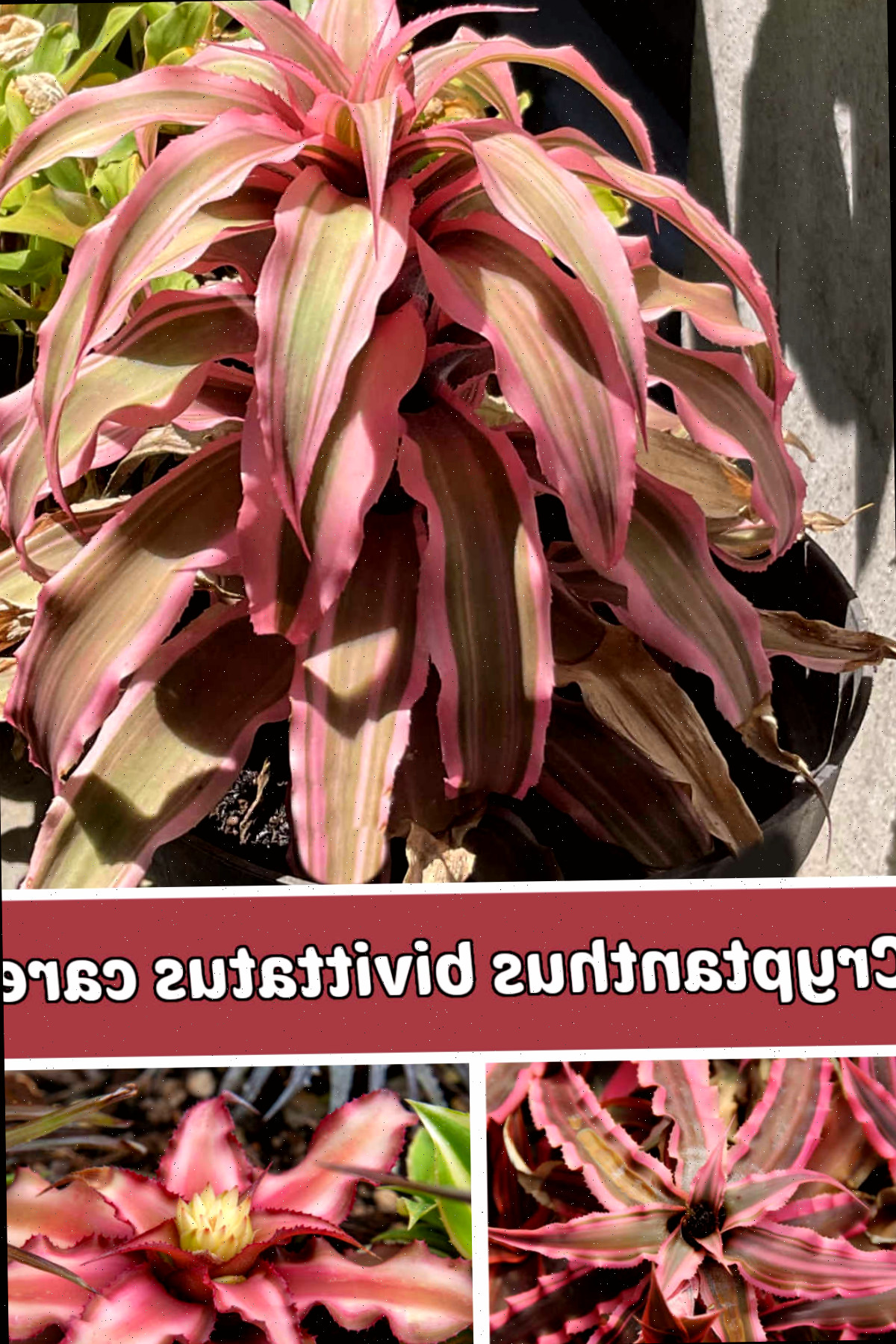 Imagens da bromélia Estrela-da-Terra exibindo flores e folhas. O texto rosa informa sobre os cuidados com Cryptanthus bivittatus.