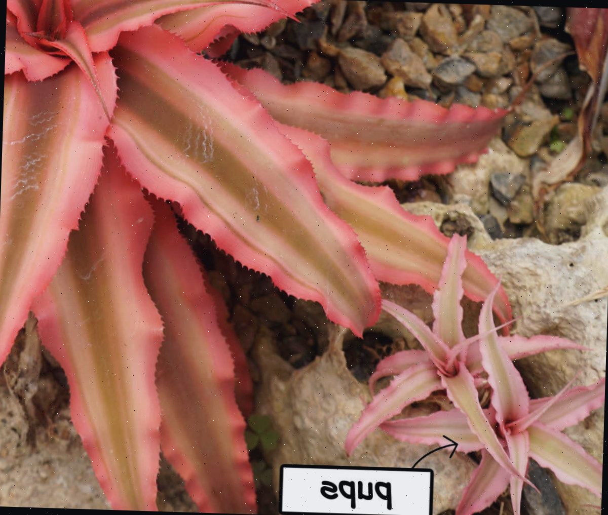 Dois brotos de planta Estrela-da-Terra crescendo ao lado, na base, de uma planta-mãe madura de bromélia Cryptanthus, prontos para propagação.