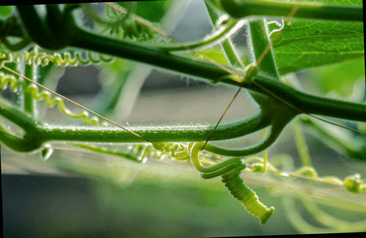 Gavinhas de uma planta de pepino se prendendo para suporte.