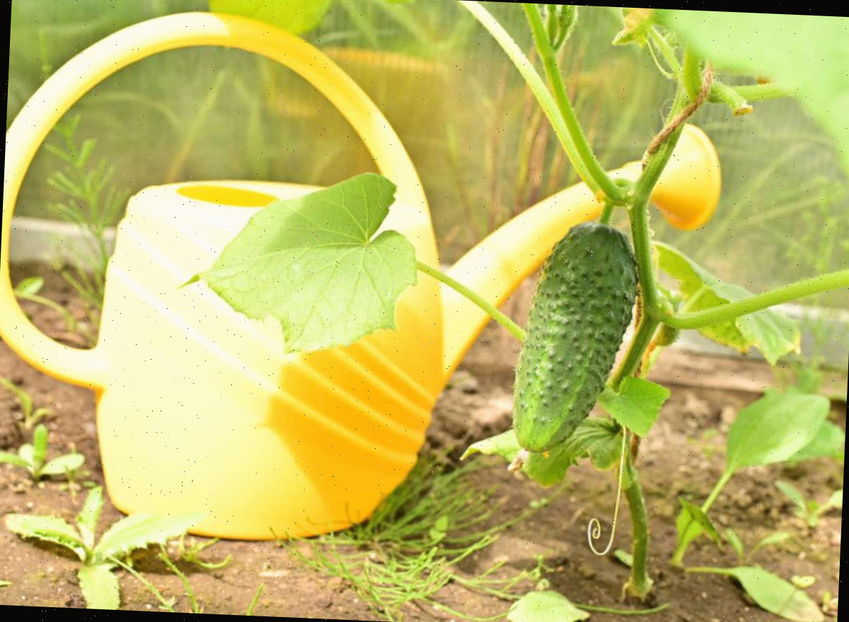 Excesso de luz solar pode desencadear cucurbitacina em pepinos Planta de pepino com regador amarelo em um canteiro seco e quente.