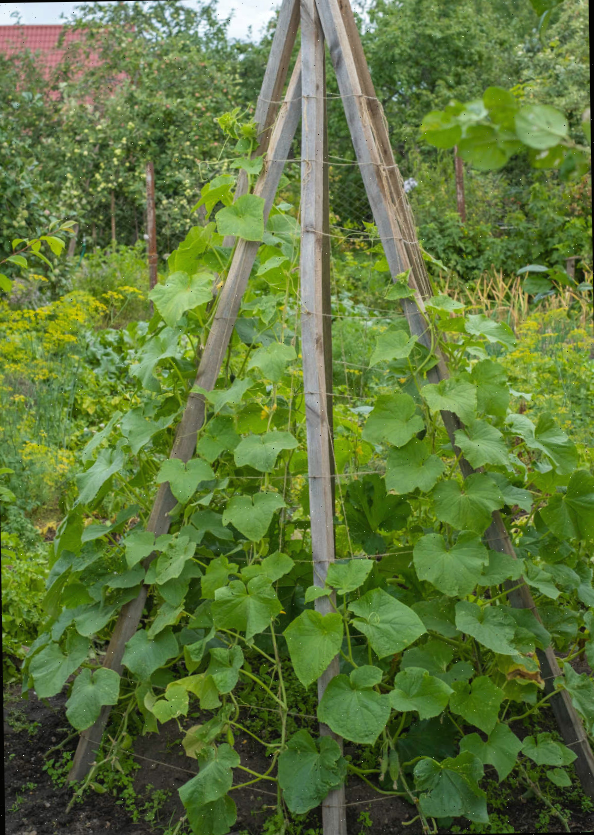 Uma treliça em forma de teepee para pepinos, feita de madeira, permitindo que os pepinos cresçam verticalmente.