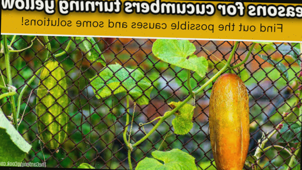Pepino amarelo em uma treliça com texto dizendo Razões para pepinos ficarem amarelos.
