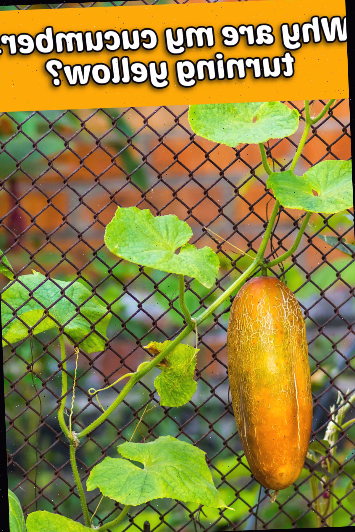 Pepino amarelo em uma treliça com as palavras Por que meus pepinos estão ficando amarelos?