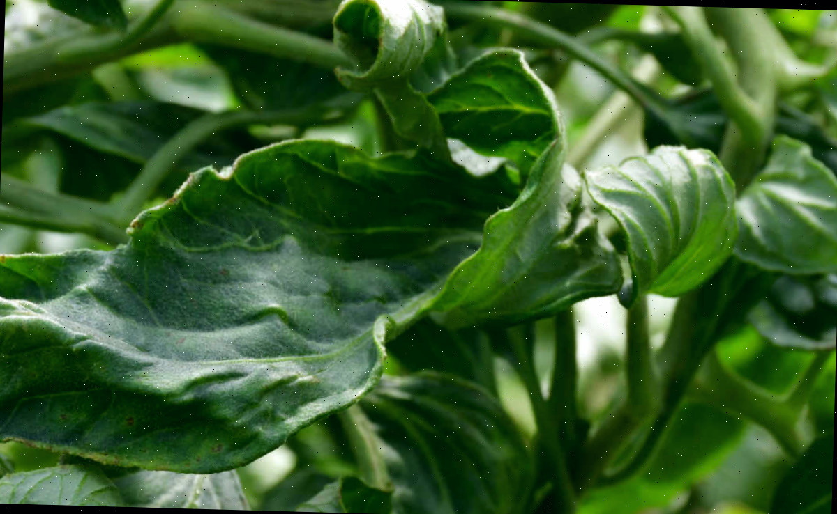 enrolamento das folhas de tomate Folha de tomate enrolada, verde escura.