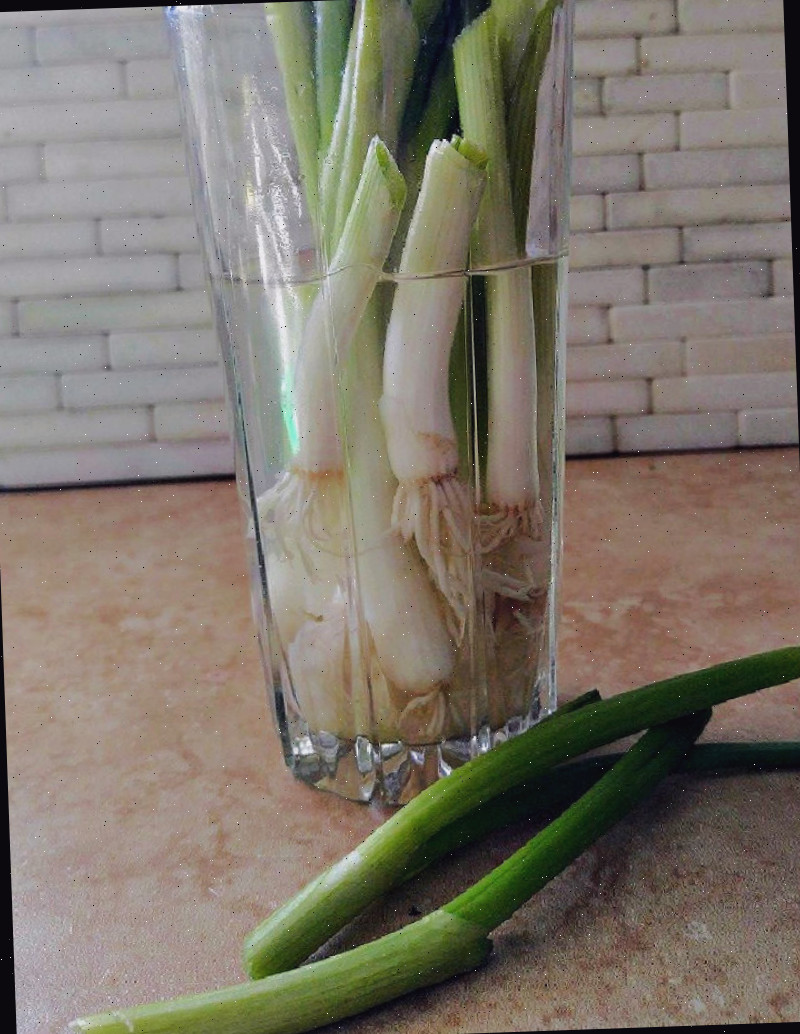 Trocando a água para ajudar as cebolas verdes a replantar em recipiente de vidro.