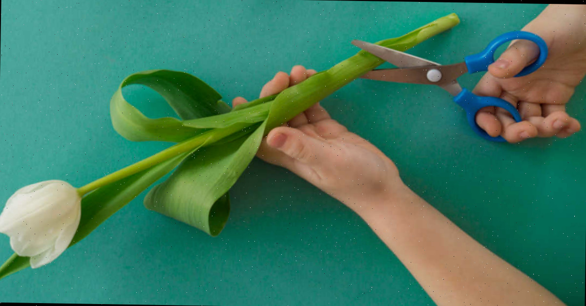 Mulher cortando os talos de uma tulipa branca em um ângulo.