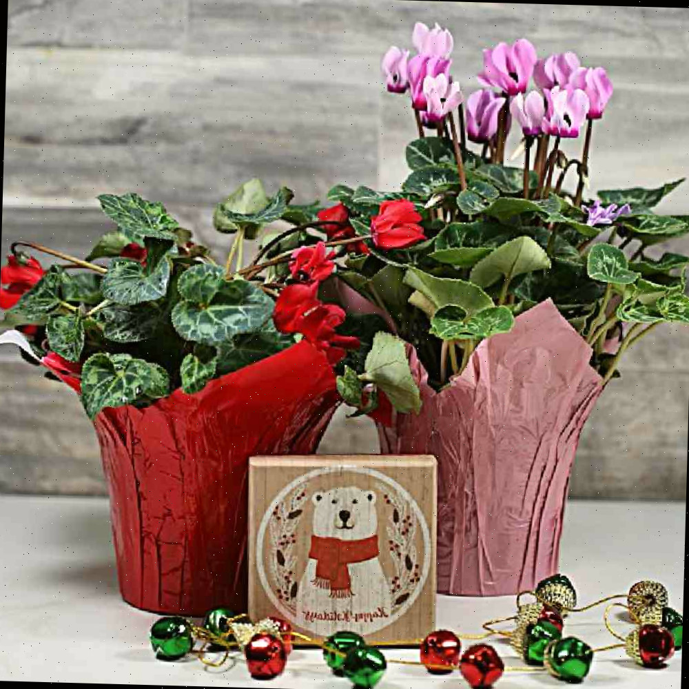 2 plantas de Natal — ciclamens rosa e vermelhos com sinos e uma caixa de urso polar.