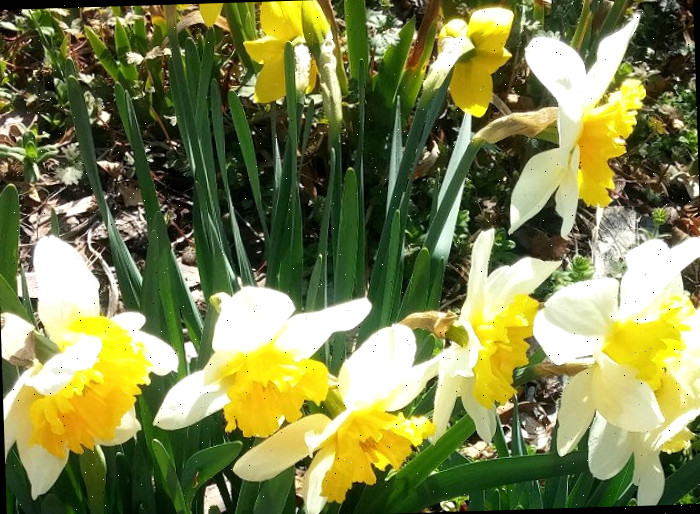 Um conjunto de narcisos floridos em um jardim iluminado de primavera.
