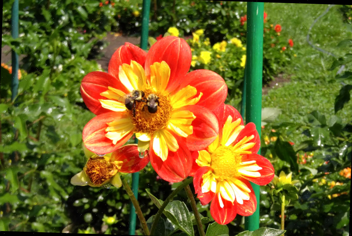 Abelhas se alimentando do néctar de uma flor de dália amarela e laranja.
