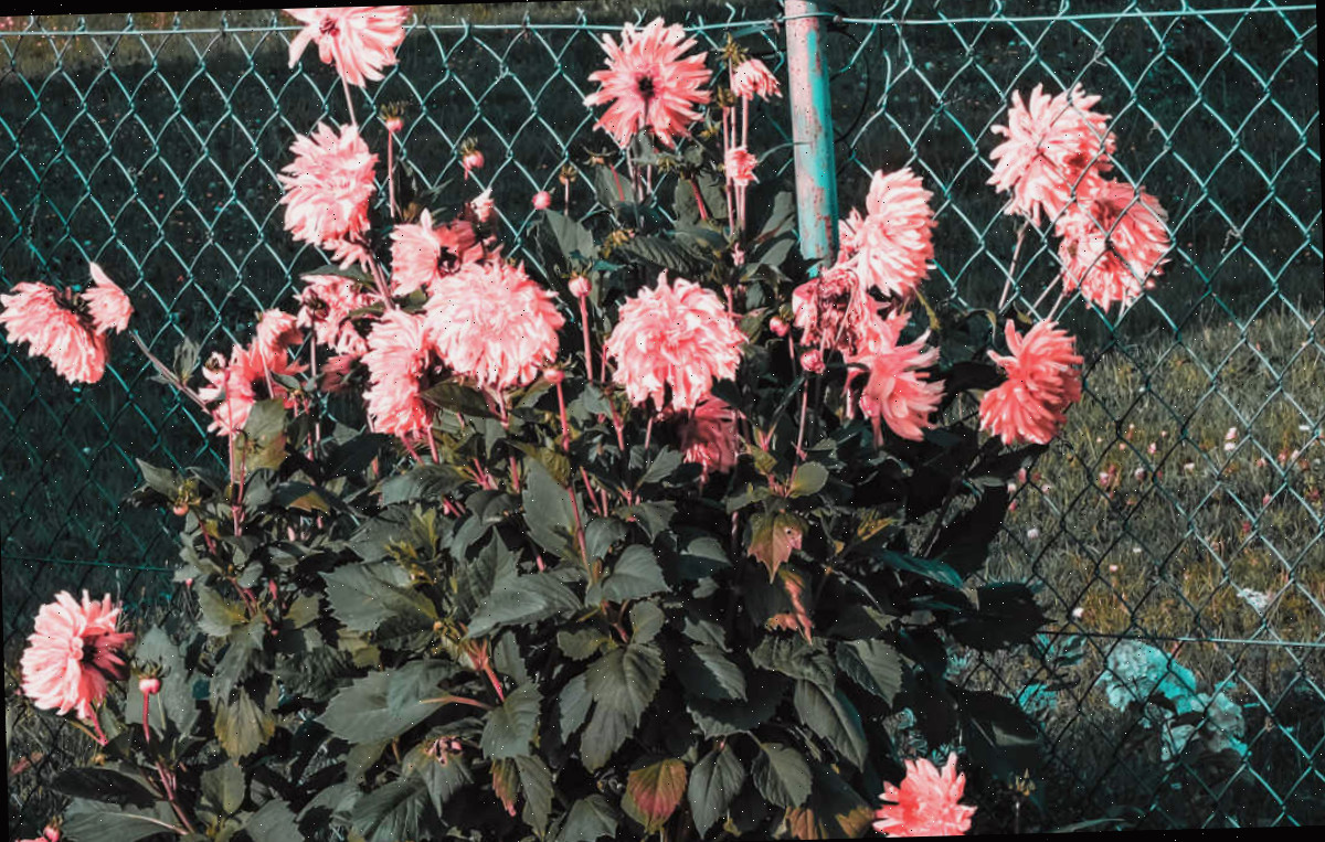 Dálias rosa em flor utilizadas como privacidade ao longo de uma cerca.