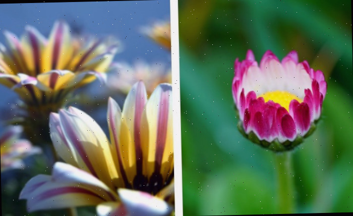 Flores de margarida e gazânia.