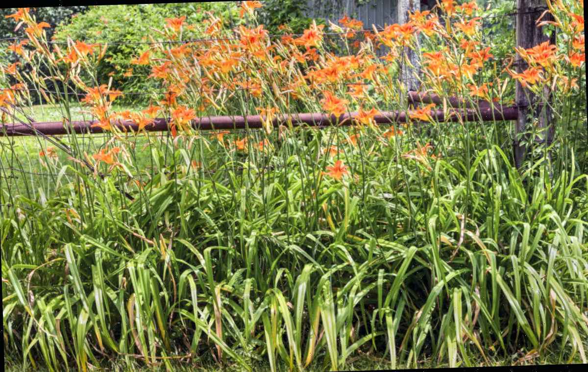 Hemerocallis laranja em flor ocultando uma cerca de metal.
