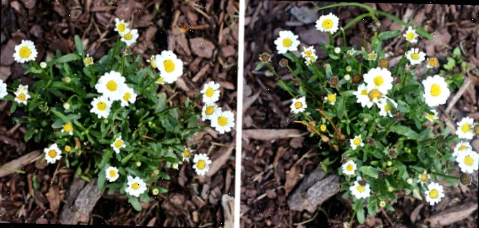 remoção de flores murchas de margaridas Shasta