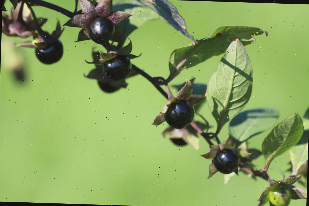 As bagas da Beladona mortal são extremamente venenosas. Bagas pretas da planta Beladona mortal — uma das plantas mais venenosas do mundo.