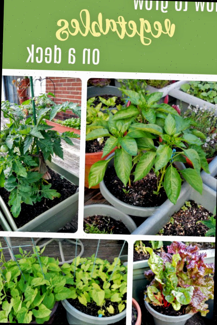 Pimentões, alface, tomates e feijões em crescimento em uma horta na varanda em recipientes. O texto verde diz: Como cultivar hortaliças em uma varanda.