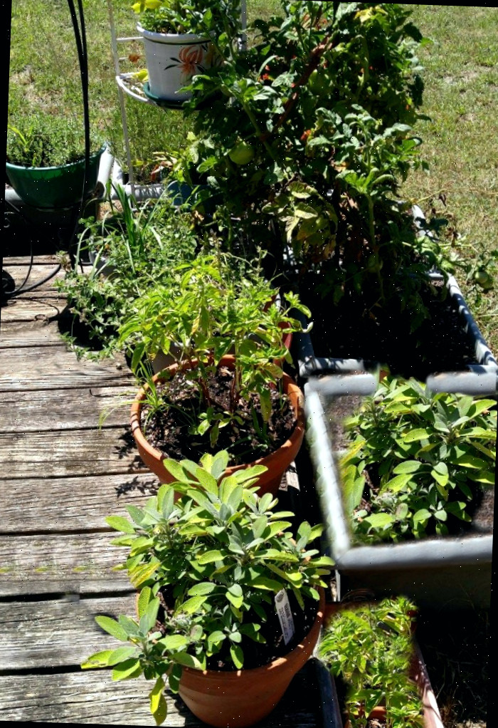 Horta em um terraço Horta em um terraço