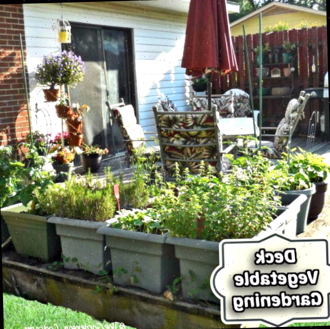 Horta na Varanda: 14+ Dicas Fáceis de Jardinagem em Vasos